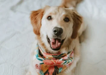 Hund auf Bett. Entscheidungsfreiheit macht Hund glücklicher