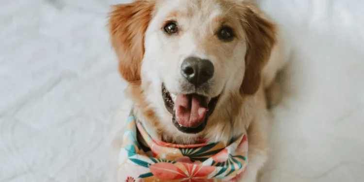 Hund auf Bett. Entscheidungsfreiheit macht Hund glücklicher